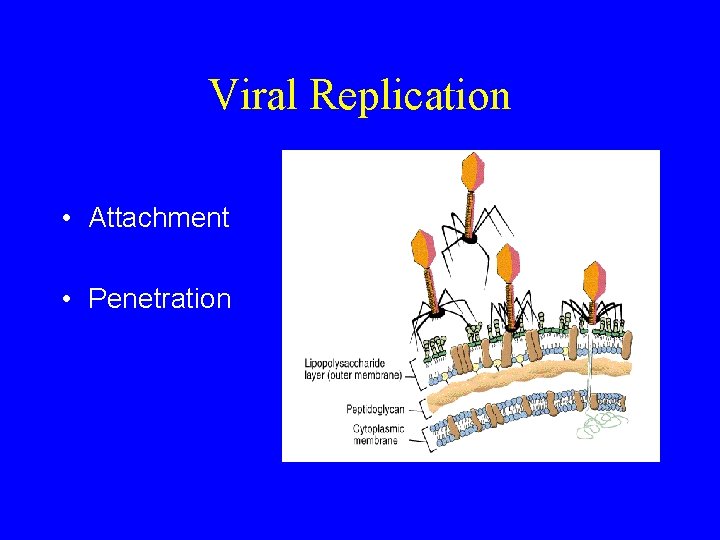 Viral Replication • Attachment • Penetration 