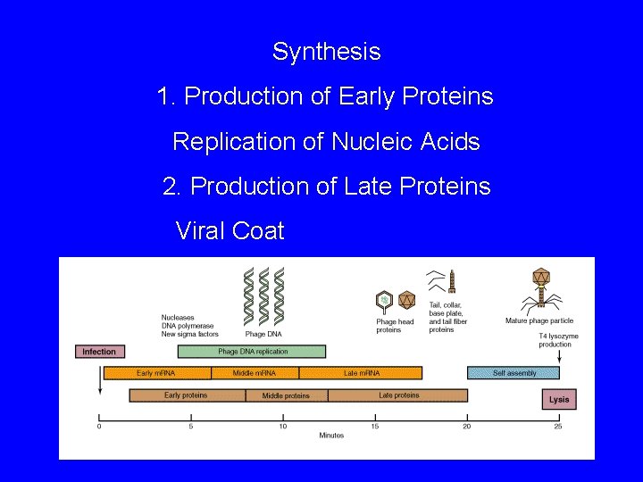 Synthesis 1. Production of Early Proteins Replication of Nucleic Acids 2. Production of Late