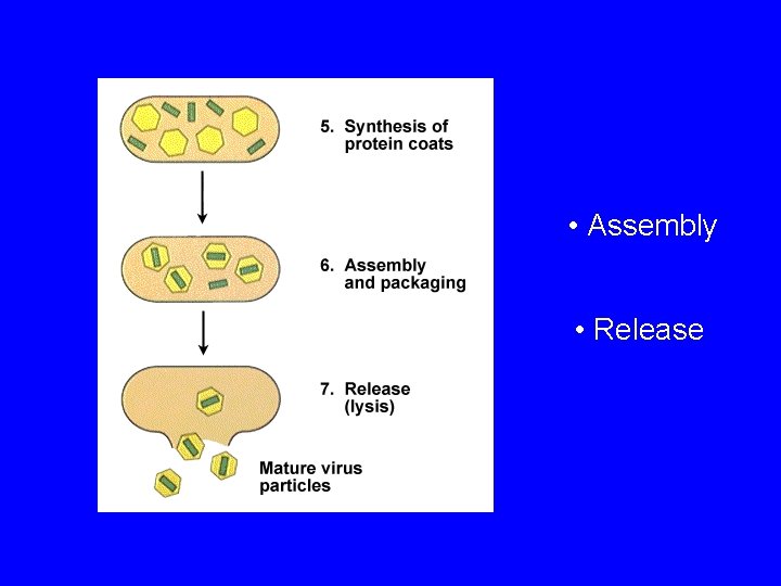  • Assembly • Release 