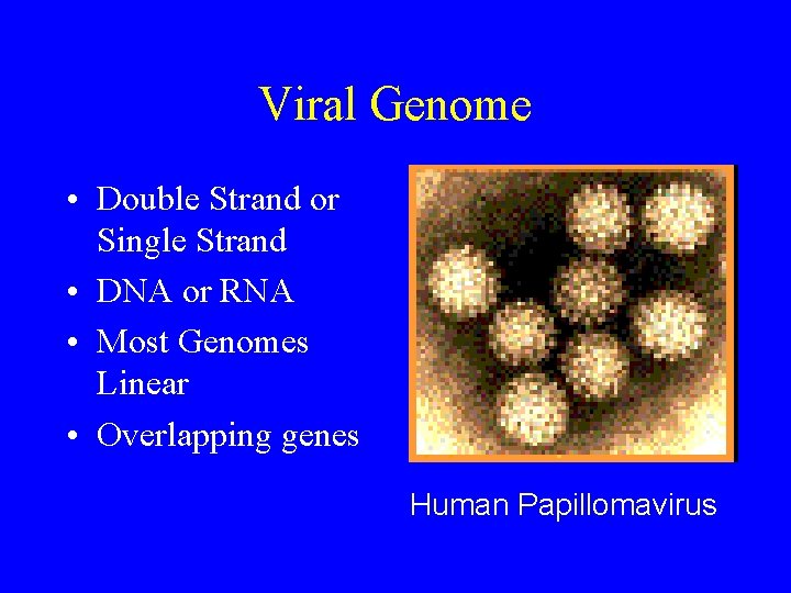 Viral Genome • Double Strand or Single Strand • DNA or RNA • Most
