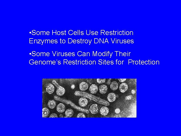  • Some Host Cells Use Restriction Enzymes to Destroy DNA Viruses • Some