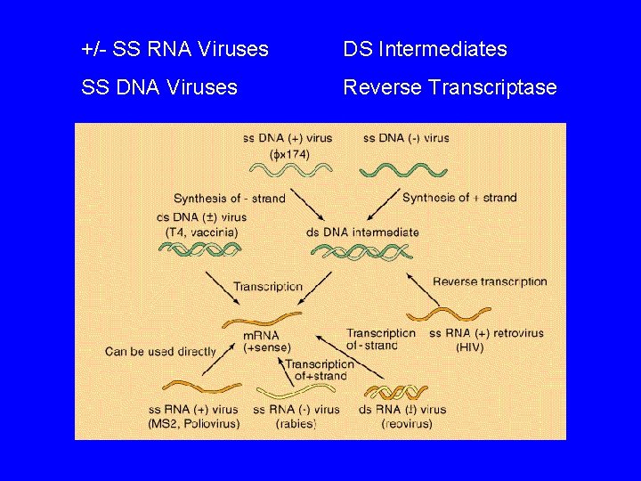 +/- SS RNA Viruses DS Intermediates SS DNA Viruses Reverse Transcriptase 