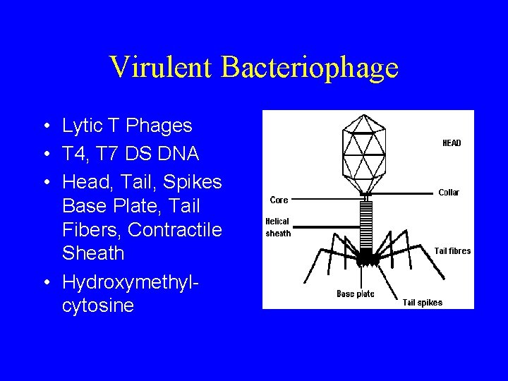 Virulent Bacteriophage • Lytic T Phages • T 4, T 7 DS DNA •