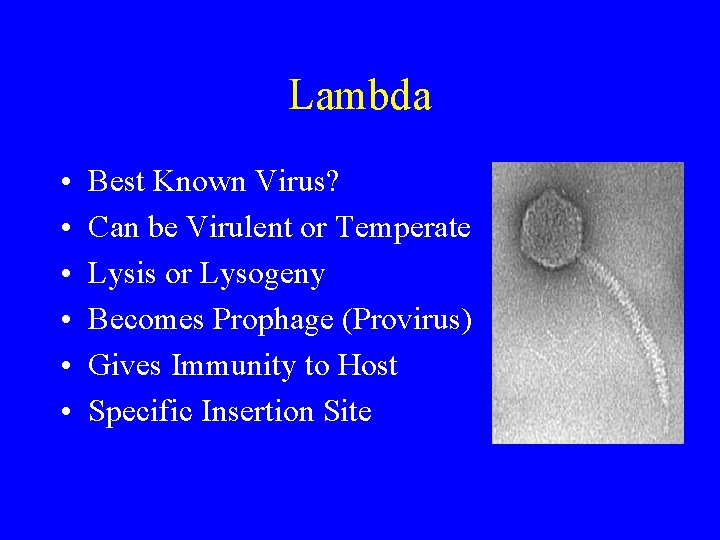 Lambda • • • Best Known Virus? Can be Virulent or Temperate Lysis or