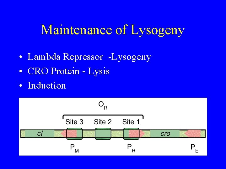 Maintenance of Lysogeny • Lambda Repressor -Lysogeny • CRO Protein - Lysis • Induction