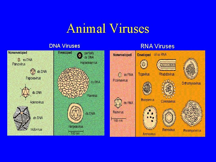 Animal Viruses DNA Viruses RNA Viruses 