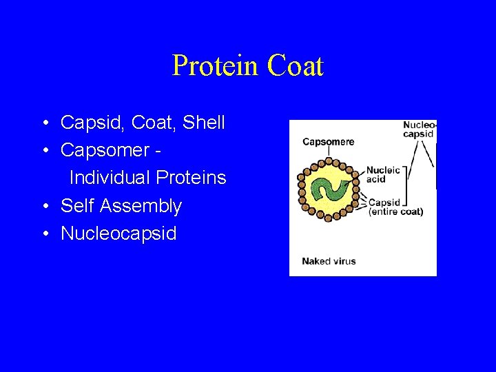 Protein Coat • Capsid, Coat, Shell • Capsomer Individual Proteins • Self Assembly •