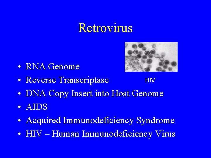 Retrovirus • • • RNA Genome HIV Reverse Transcriptase DNA Copy Insert into Host