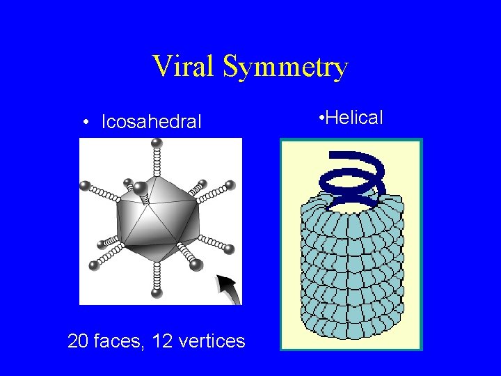 Viral Symmetry • Icosahedral 20 faces, 12 vertices • Helical 