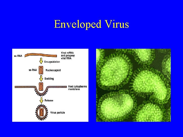 Enveloped Virus 