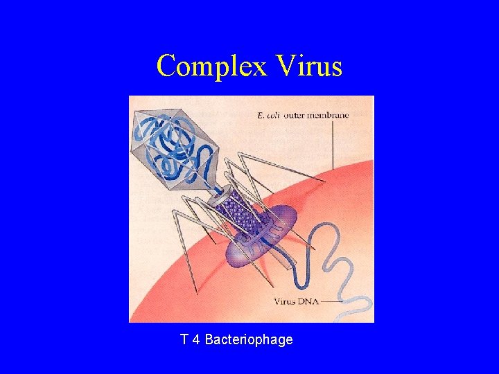 Complex Virus T 4 Bacteriophage 