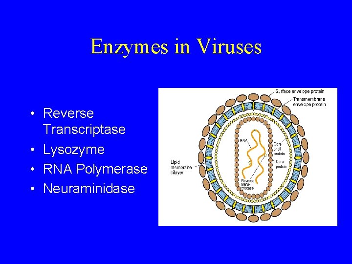 Enzymes in Viruses • Reverse Transcriptase • Lysozyme • RNA Polymerase • Neuraminidase 