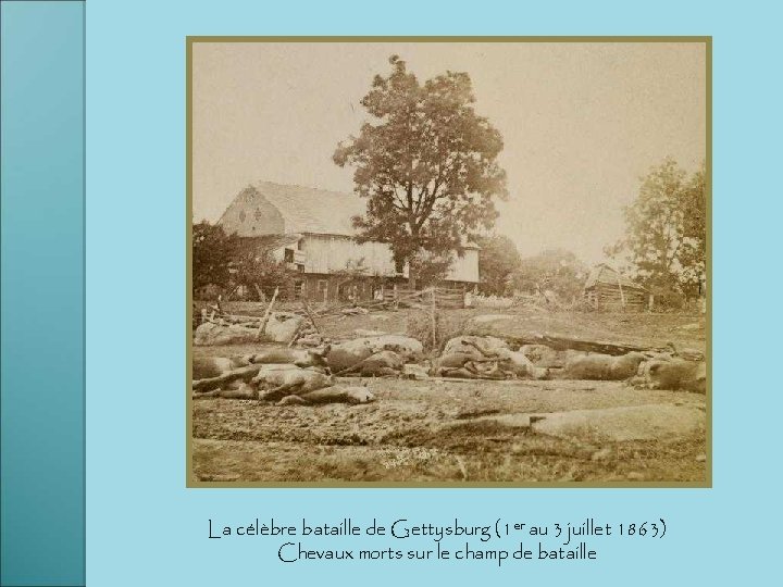 La célèbre bataille de Gettysburg (1 er au 3 juillet 1863) Chevaux morts sur