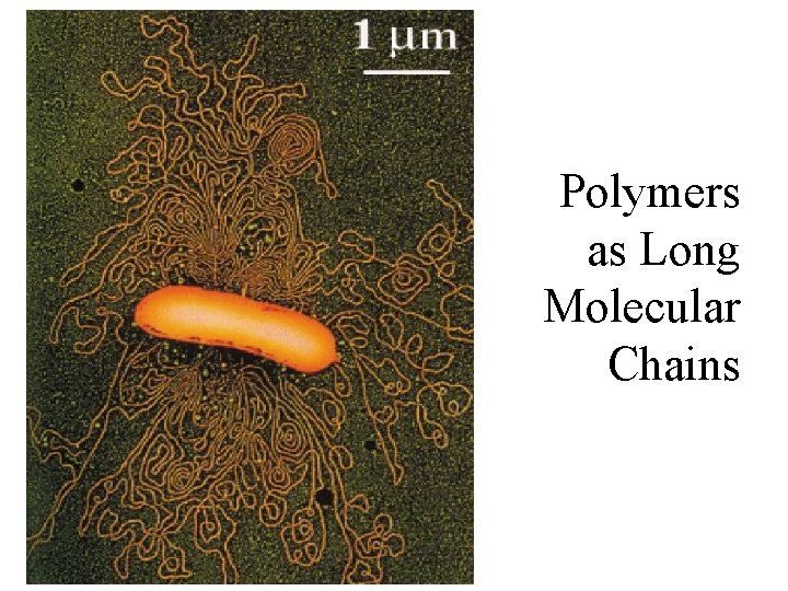 Polymers as Long Molecular Chains Polymers as Long Molecular Chains
