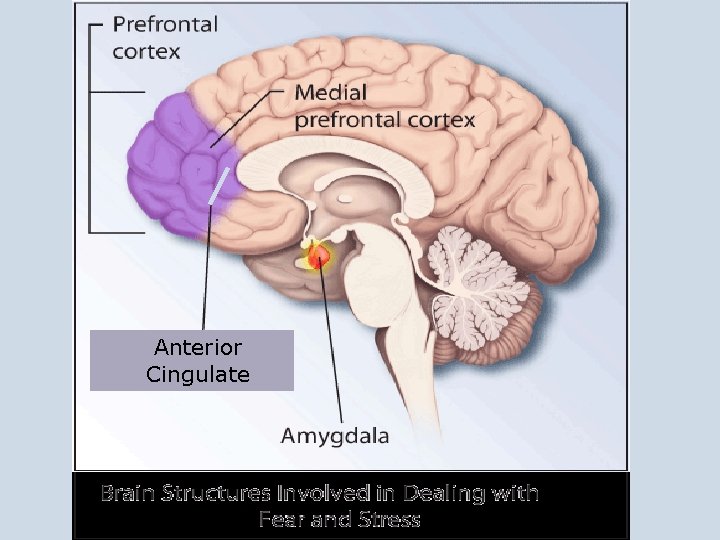 Anterior Cingulate 