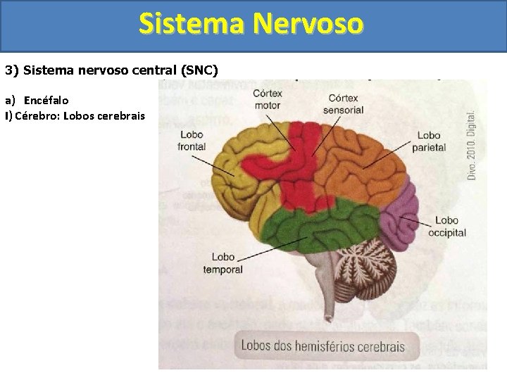 Sistema Nervoso 3) Sistema nervoso central (SNC) a) Encéfalo I) Cérebro: Lobos cerebrais 