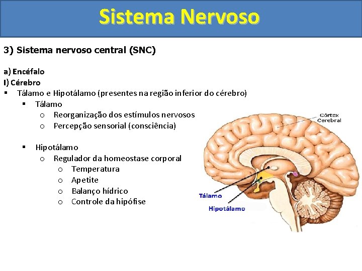 Sistema Nervoso 3) Sistema nervoso central (SNC) a) Encéfalo I) Cérebro § Tálamo e