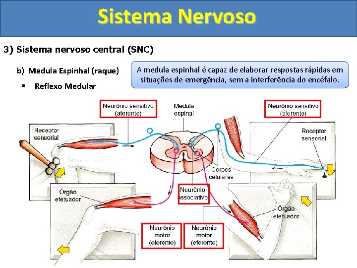 Sistema Nervoso 3) Sistema nervoso central (SNC) b) Medula Espinhal (raque) § Reflexo Medular Sistema Nervoso 3) Sistema nervoso central (SNC) b) Medula Espinhal (raque) § Reflexo Medular