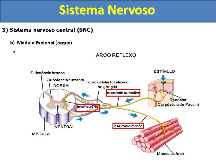 Sistema Nervoso 3) Sistema nervoso central (SNC) b) Medula Espinhal (raque) § Reflexo Medular