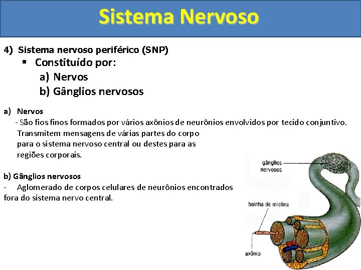 Sistema Nervoso 4) Sistema nervoso periférico (SNP) § Constituído por: a) Nervos b) Gânglios