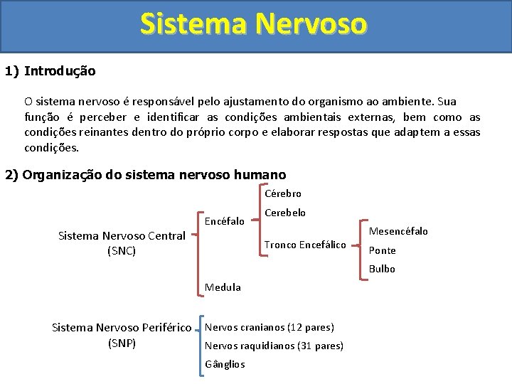 Sistema Nervoso 1) Introdução O sistema nervoso é responsável pelo ajustamento do organismo ao Sistema Nervoso 1) Introdução O sistema nervoso é responsável pelo ajustamento do organismo ao