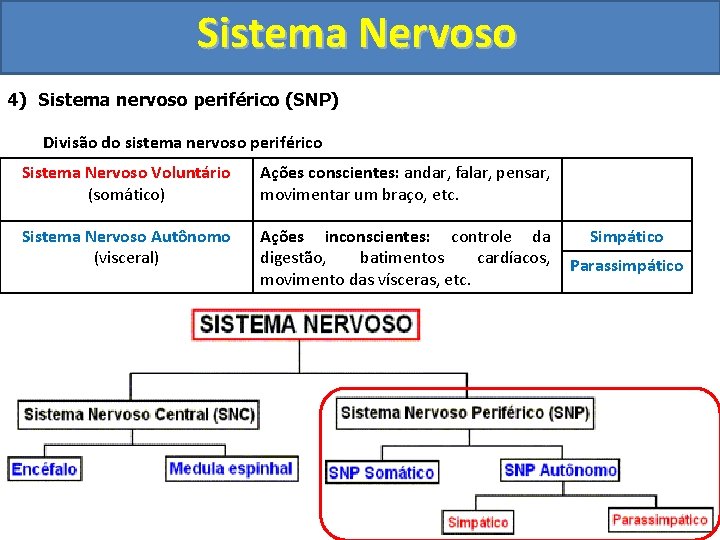 Sistema Nervoso 4) Sistema nervoso periférico (SNP) Divisão do sistema nervoso periférico Sistema Nervoso Sistema Nervoso 4) Sistema nervoso periférico (SNP) Divisão do sistema nervoso periférico Sistema Nervoso