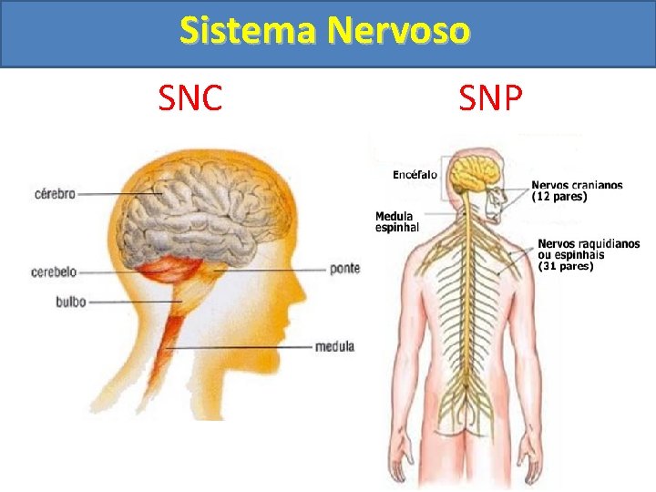 Sistema Nervoso SNC SNP 