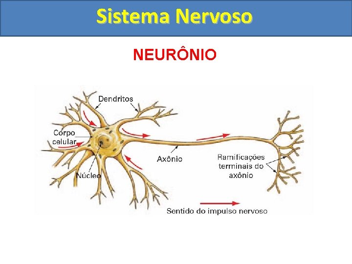 Sistema Nervoso NEURÔNIO 