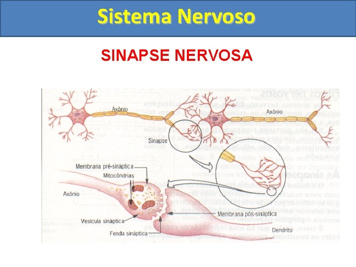 Sistema Nervoso SINAPSE NERVOSA 