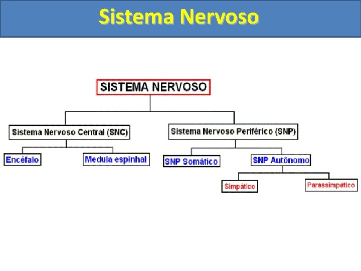 Sistema Nervoso 