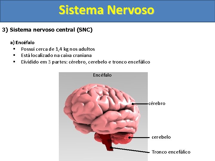 Sistema Nervoso 3) Sistema nervoso central (SNC) a) Encéfalo § Possui cerca de 1,