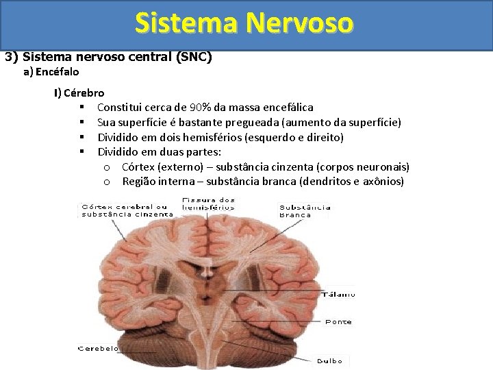 Sistema Nervoso 3) Sistema nervoso central (SNC) a) Encéfalo I) Cérebro § Constitui cerca