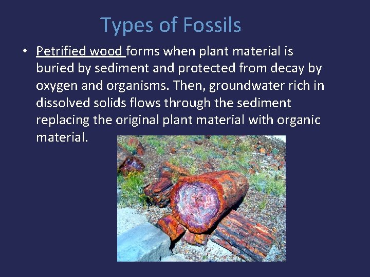 Types of Fossils • Petrified wood forms when plant material is buried by sediment