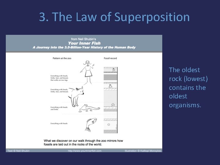 3. The Law of Superposition The oldest rock (lowest) contains the oldest organisms. 