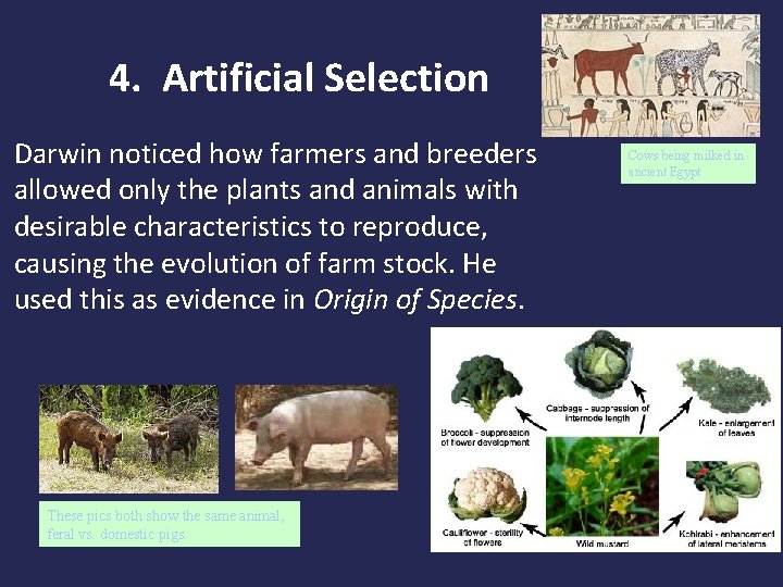 4. Artificial Selection Darwin noticed how farmers and breeders allowed only the plants and