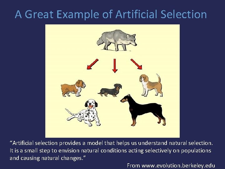 A Great Example of Artificial Selection “Artificial selection provides a model that helps us