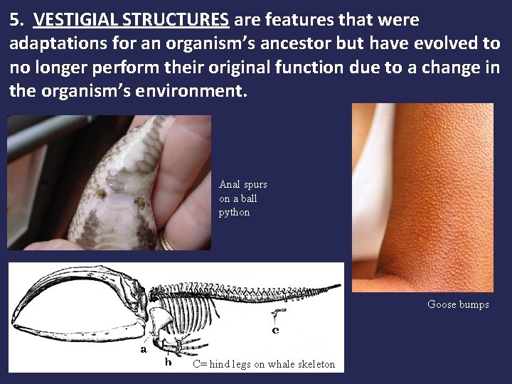 5. VESTIGIAL STRUCTURES are features that were adaptations for an organism’s ancestor but have