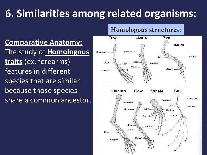 6. Similarities among related organisms: Homologous structures: Comparative Anatomy: The study of Homologous traits