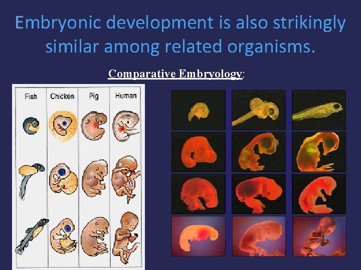 Embryonic development is also strikingly similar among related organisms. Comparative Embryology: 