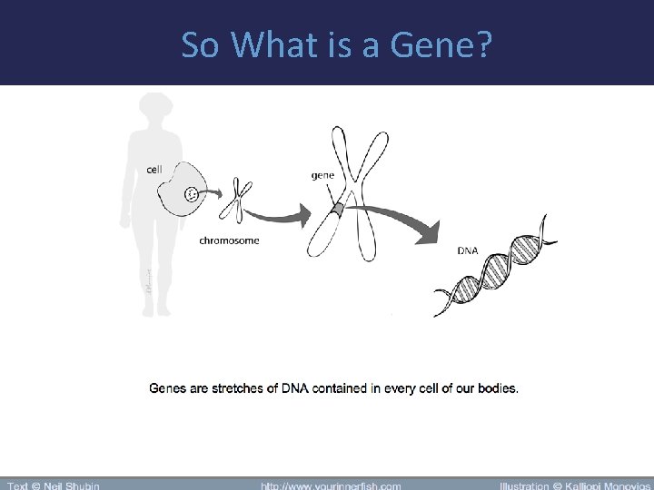 So What is a Gene? 