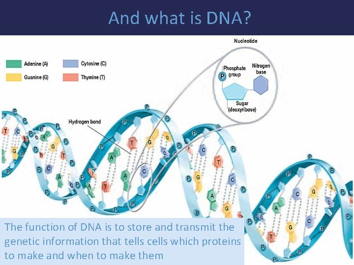 And what is DNA? The function of DNA is to store and transmit the