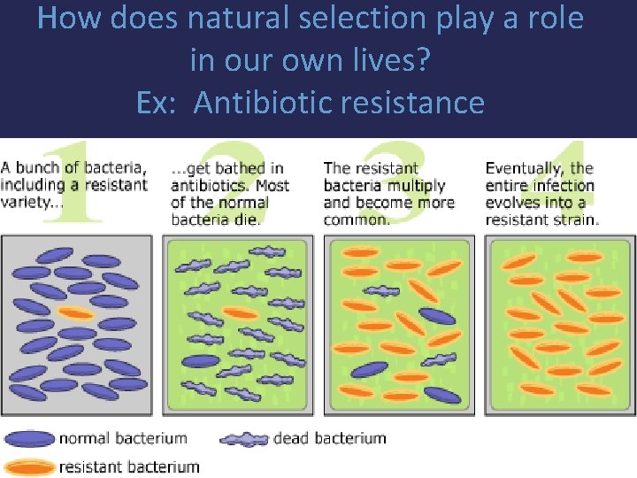How does natural selection play a role in our own lives? Ex: Antibiotic resistance