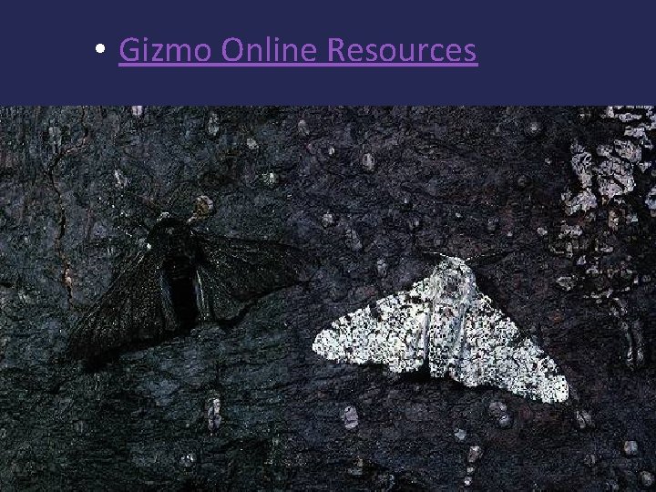  • Gizmo Online Resources 