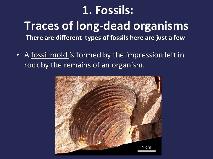 1. Fossils: Traces of long-dead organisms There are different types of fossils here are