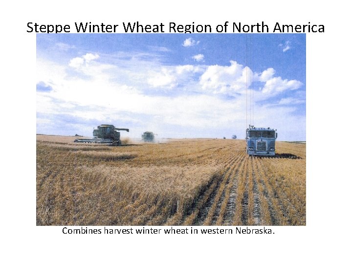 Steppe Winter Wheat Region of North America Combines harvest winter wheat in western Nebraska.