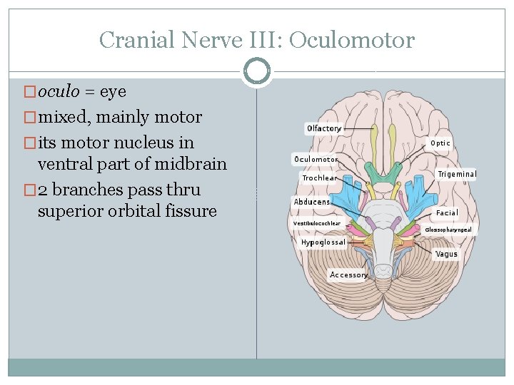 Cranial Nerve III: Oculomotor �oculo = eye �mixed, mainly motor �its motor nucleus in