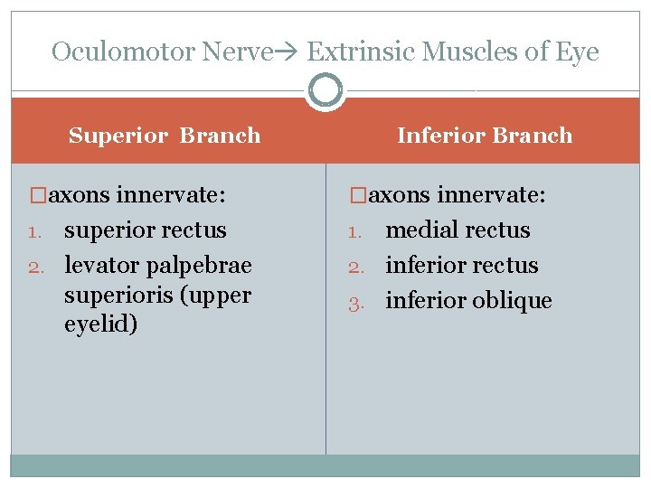 Oculomotor Nerve Extrinsic Muscles of Eye Inferior Branch Superior Branch �axons innervate: superior rectus