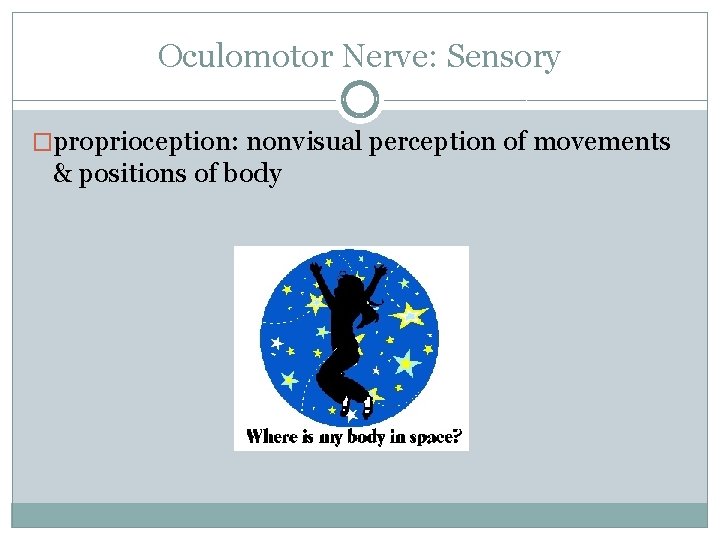 Oculomotor Nerve: Sensory �proprioception: nonvisual perception of movements & positions of body 