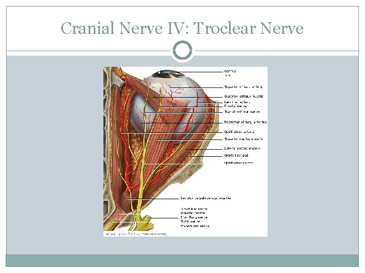 Cranial Nerve IV: Troclear Nerve 