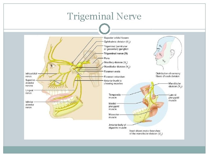 Trigeminal Nerve 